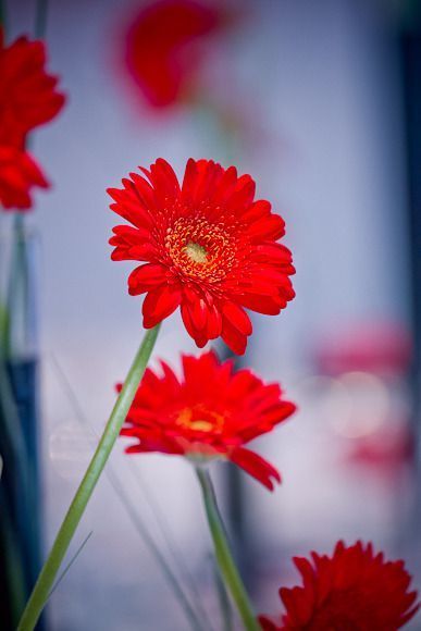 Une cérémonie laïque aux teintes de rouge