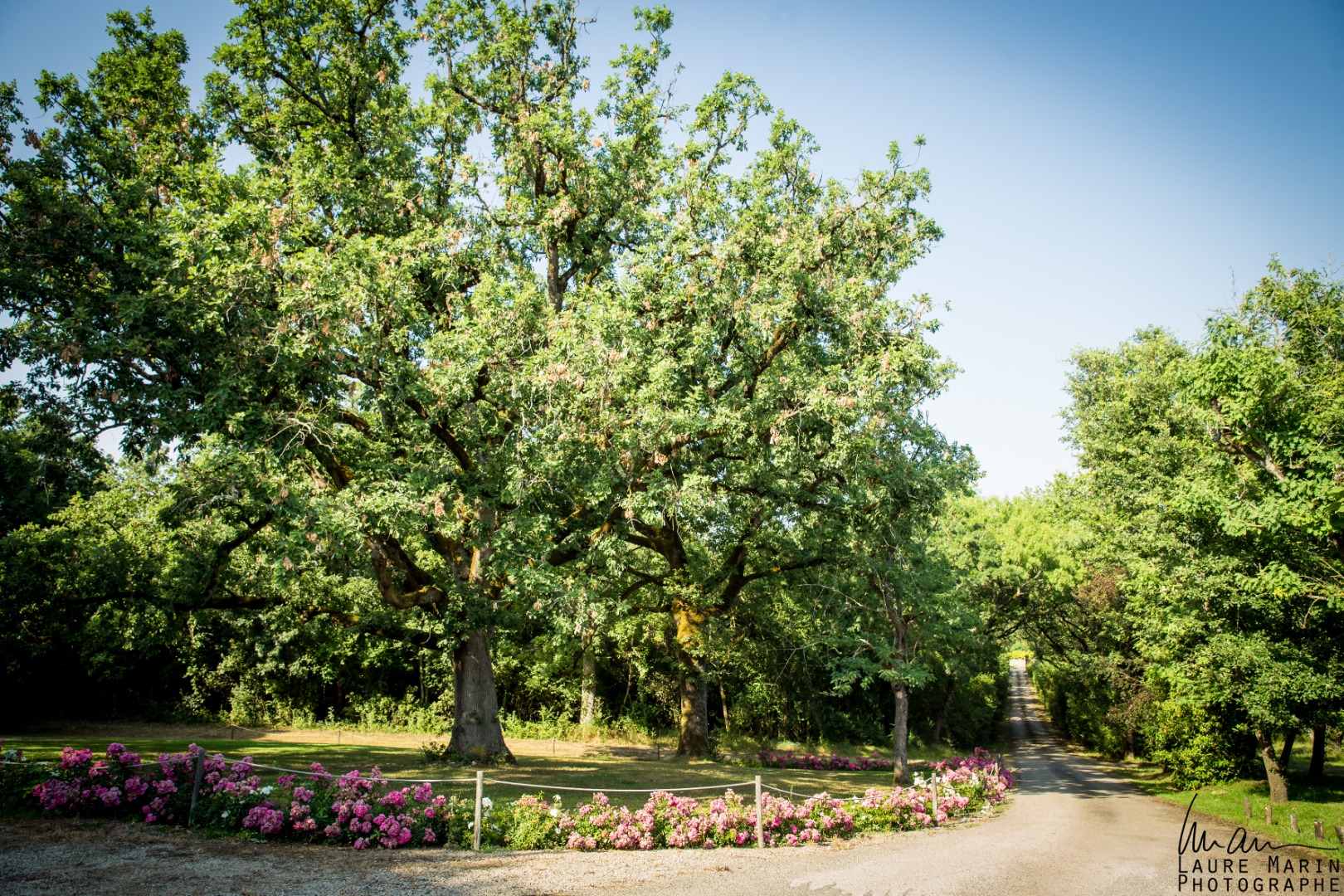 Allée arborée Domaine Beausoleil