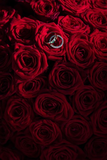 tapis de roses rouges et alliances