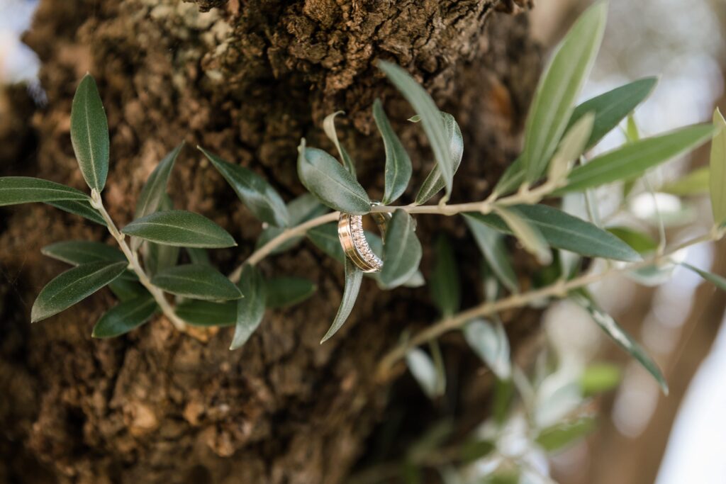 Alliances et olivier